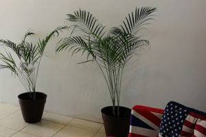 Niu English en Cancún